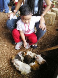hamsters being fed with hotdog by a pre-schooler