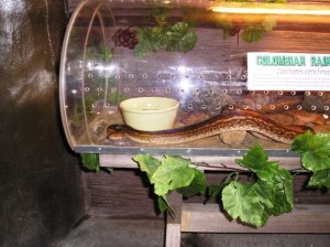 Columbian boa