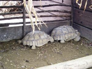 African spurred tortoise