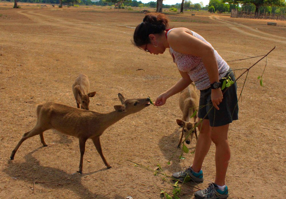the Calamian deer loves these leaves from a nearby kasuy tree