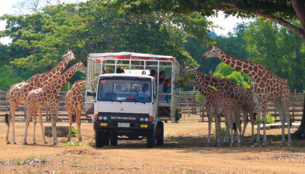long-necked welcoming committee of the Calauit Safari Park (formerly Calauit Wildlife Sanctuary)