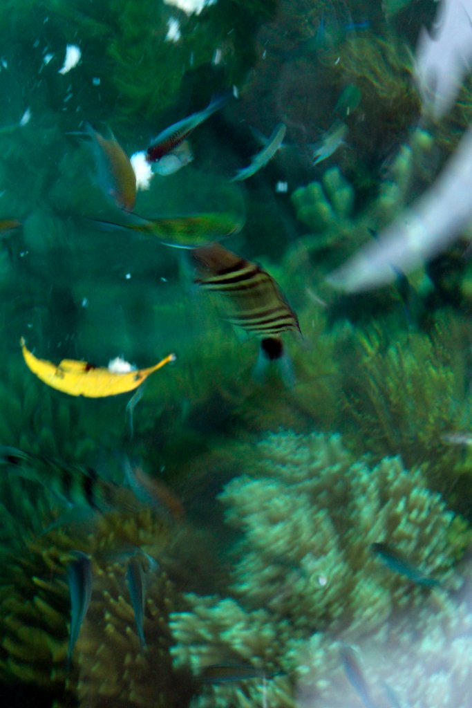 next time, I'll get a waterproof camera so I can take better photos ;)