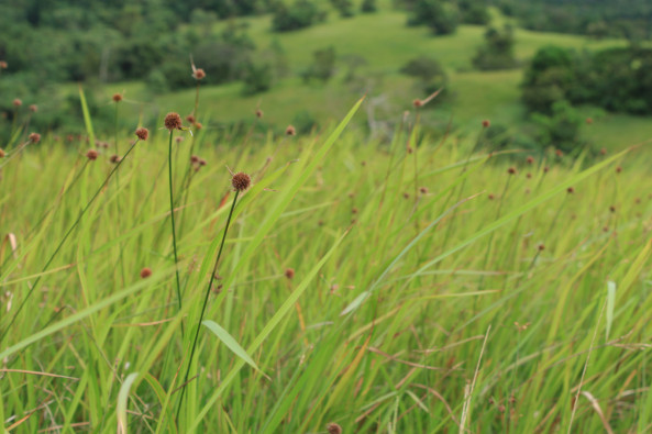 Even amid the blades of grass, something else grows to intrigue you. 