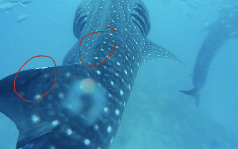 screen-shot-2016-12-01-at-3-06-59-pm